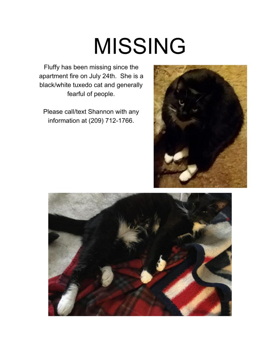 Lost Cat Domestic Short Hair in LOCKEFORD, CA Lost My Kitty