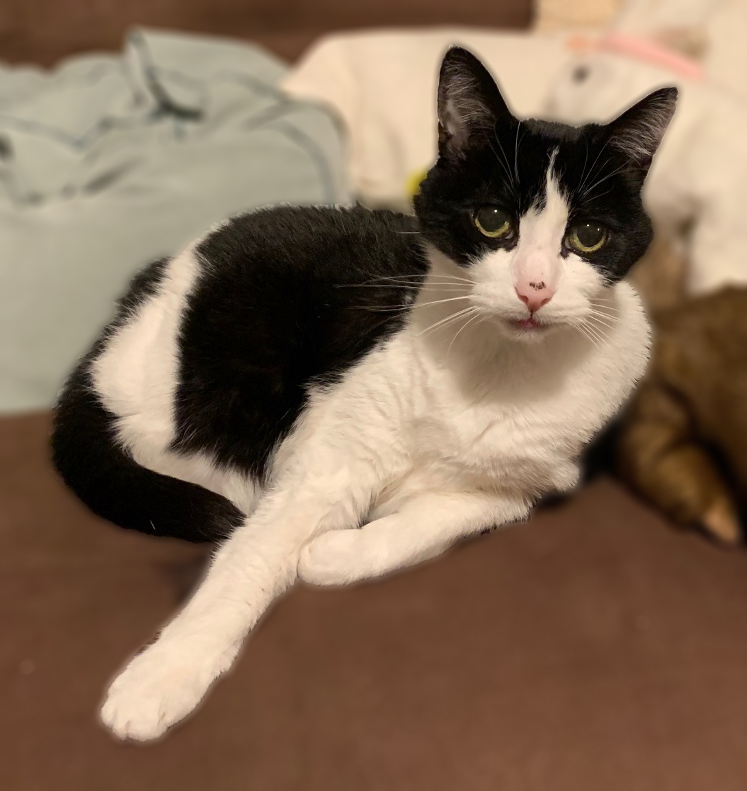 Lost Cat Domestic Medium Hair in PORTLAND, OR Lost My Kitty
