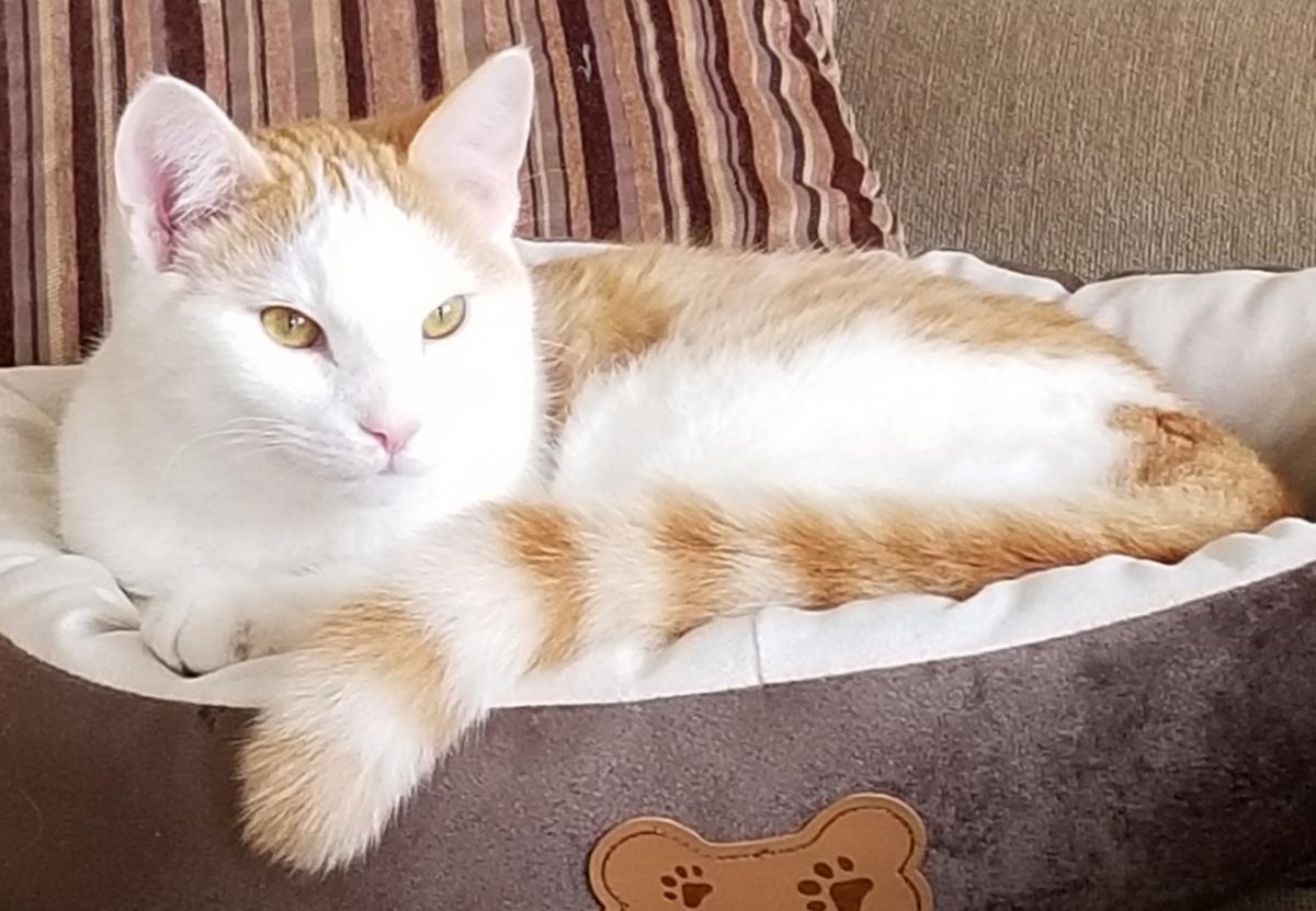 Lost Cat Domestic Short Hair in FT MITCHELL, KY Lost My Kitty