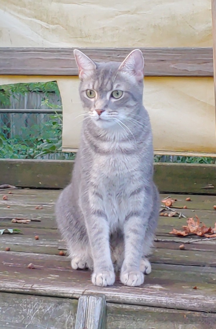 Your Reviews &amp; Stories, Read About Lost &amp; Found Cats &amp; Dogs Lost My Kitty