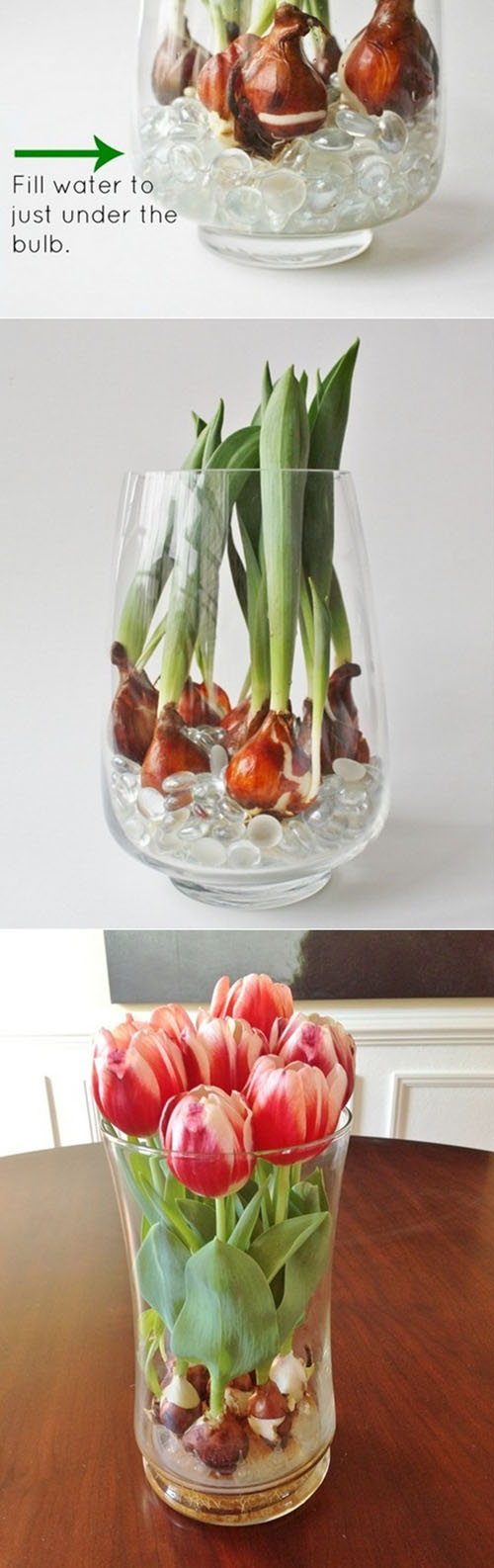 Forcing tulip bulbs in water Best DIY Ideas
