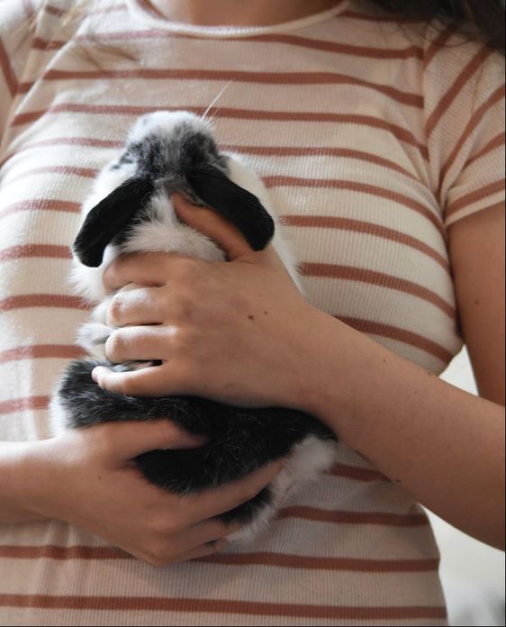 How to Pick Up and Hold Your Rabbit Lots of Lops Rabbitry