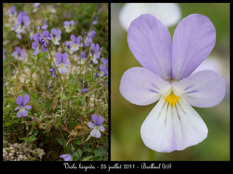 Voicing Silence extinct flowers • Lou Chapelle