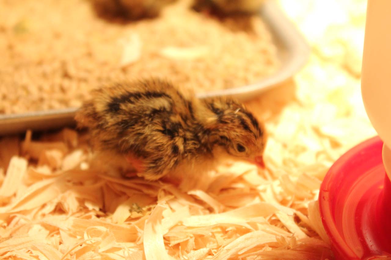 Jumbo Brown Japanese Coturnix Quail Chicks Loudounberry