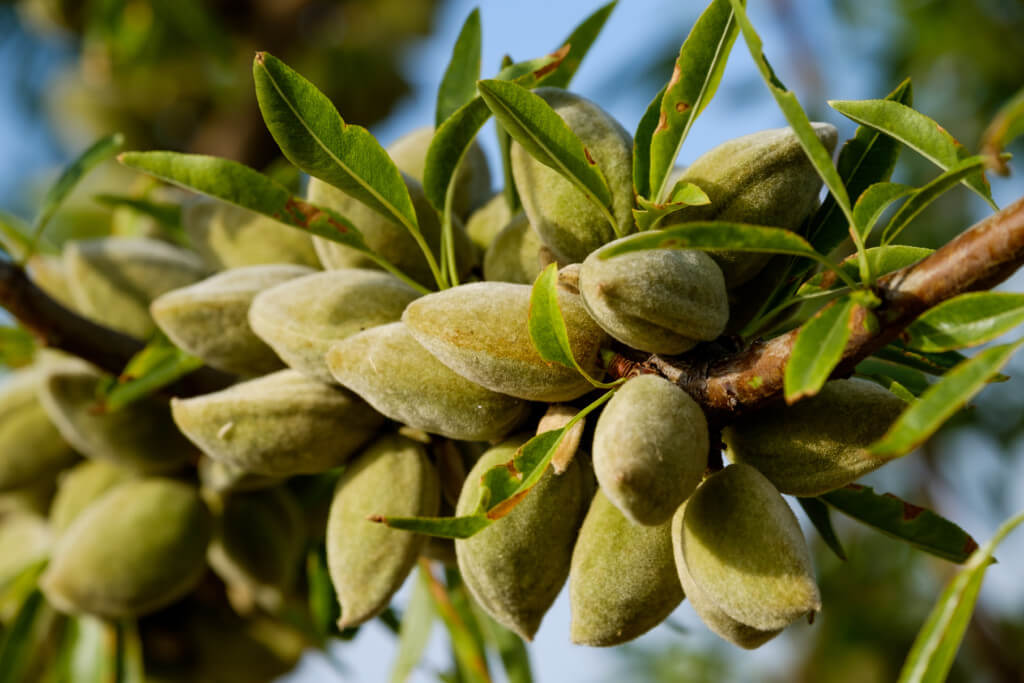 Almond Trees Louie's Nursery & Garden Center Riverside CA