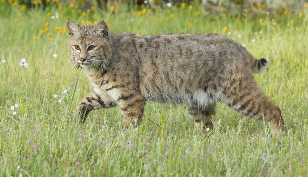 Bobcat Facts Louisiana Fur Advisory Council