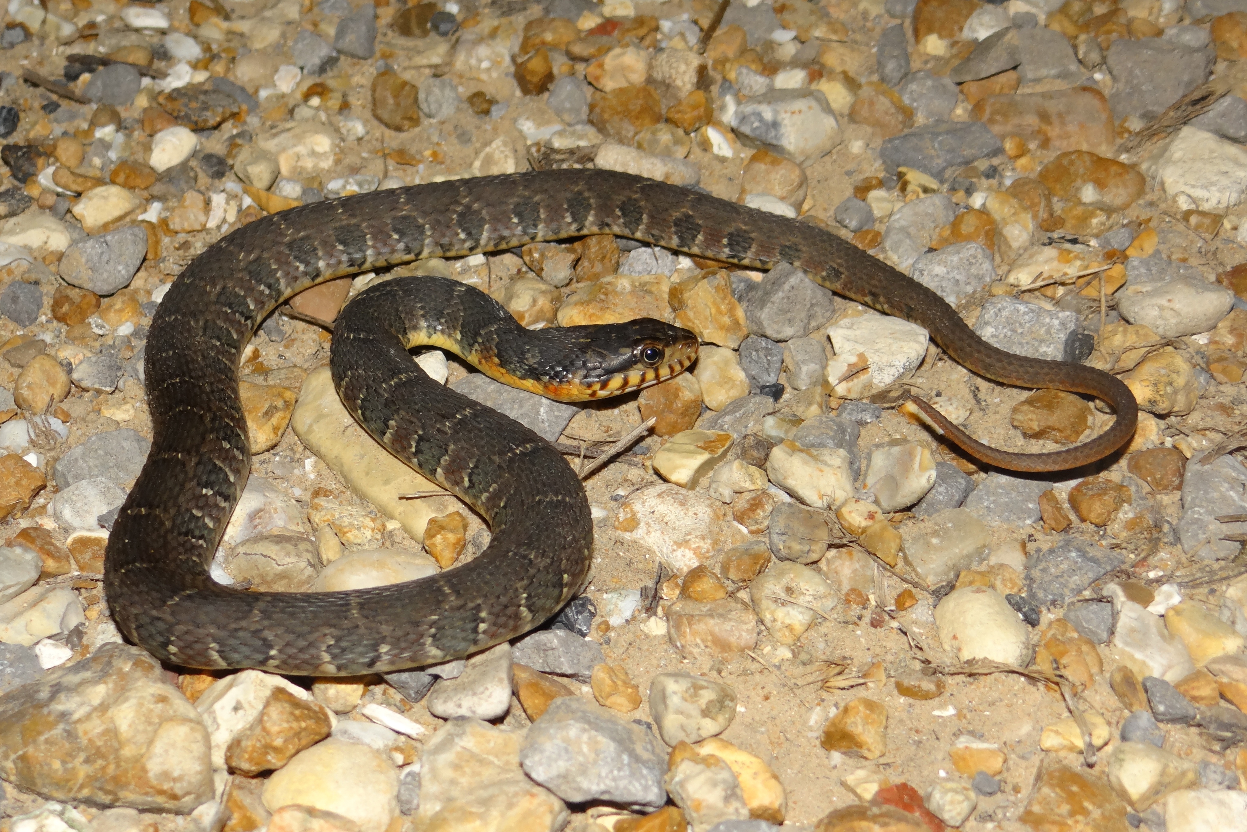 Plainbellied Watersnake Nerodia erythrogaster Brad Glorioso’s