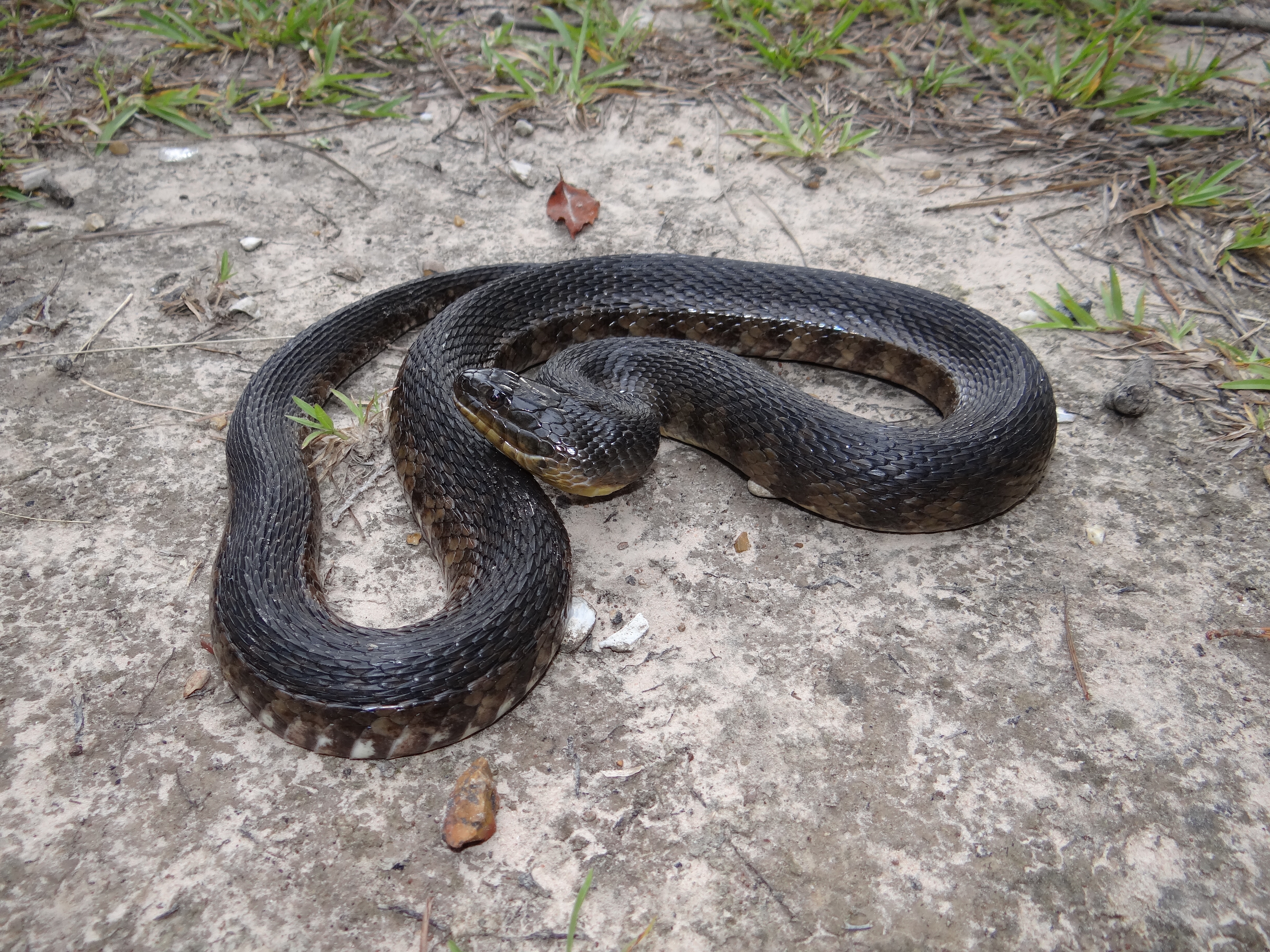 Mississippi Green Watersnake Nerodia cyclopion Brad Glorioso’s