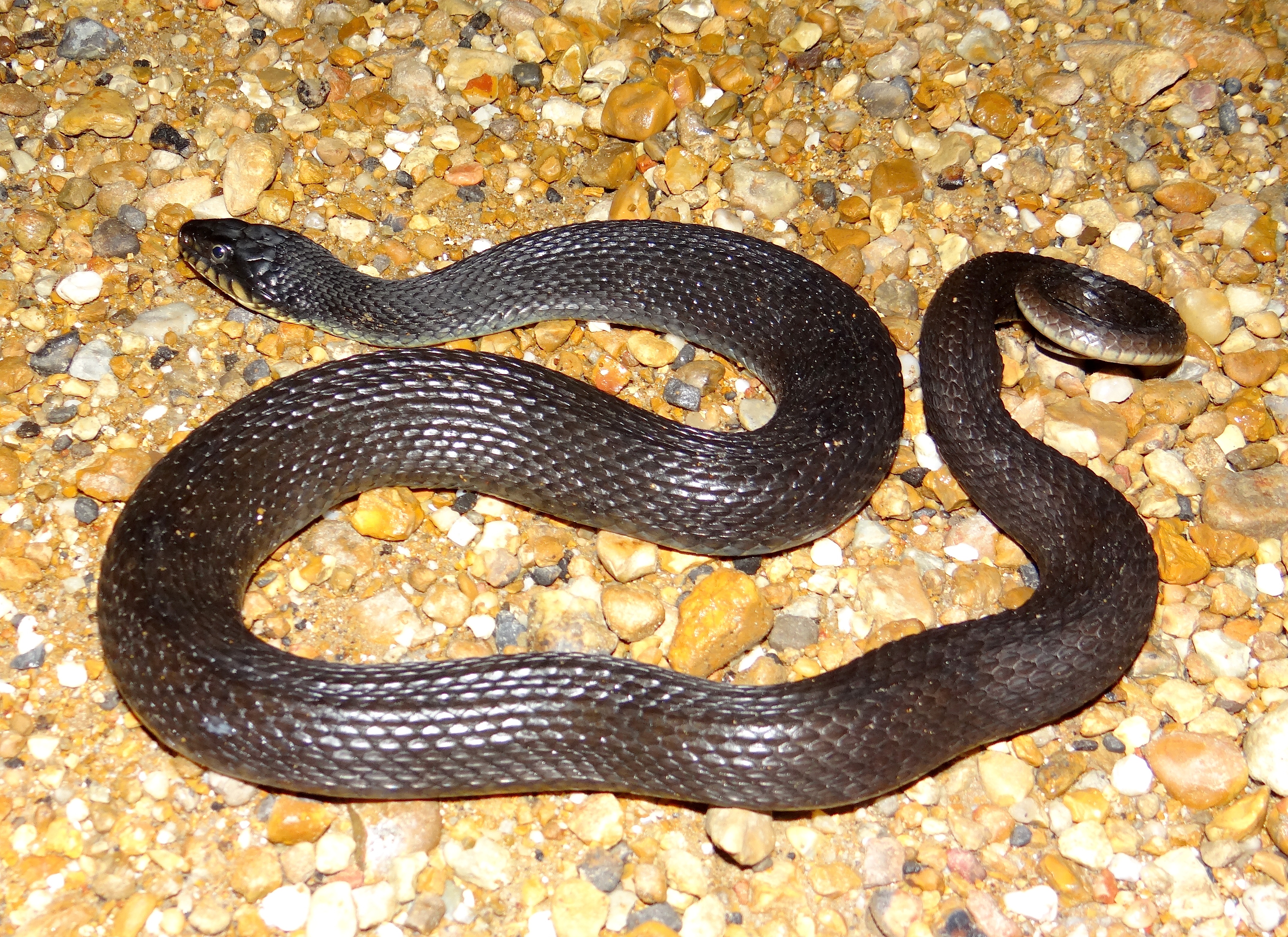 Plainbellied Watersnake Nerodia erythrogaster Brad Glorioso’s