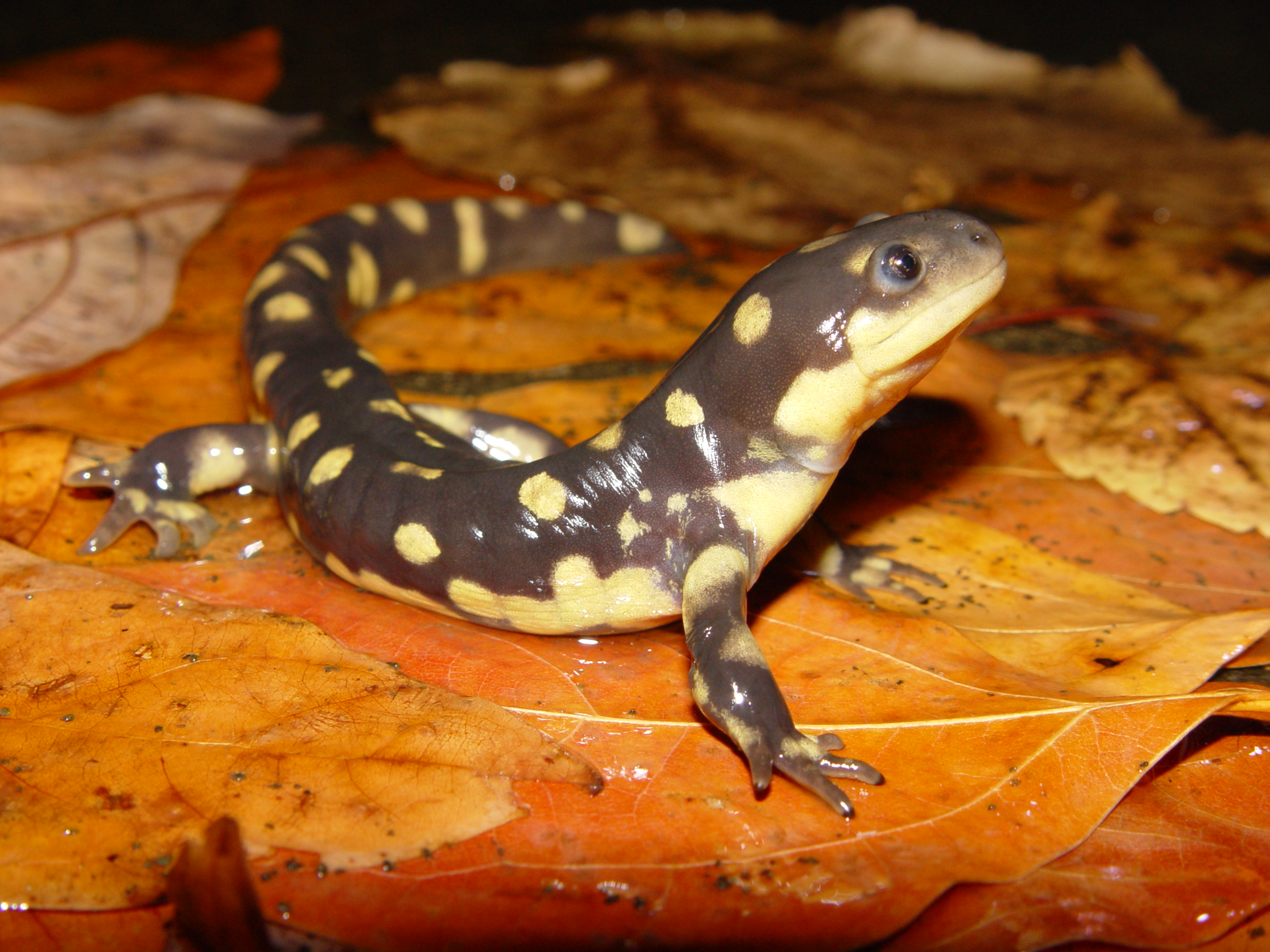 Eastern Tiger Salamander Ambystoma tigrinum Amphibians and Reptiles