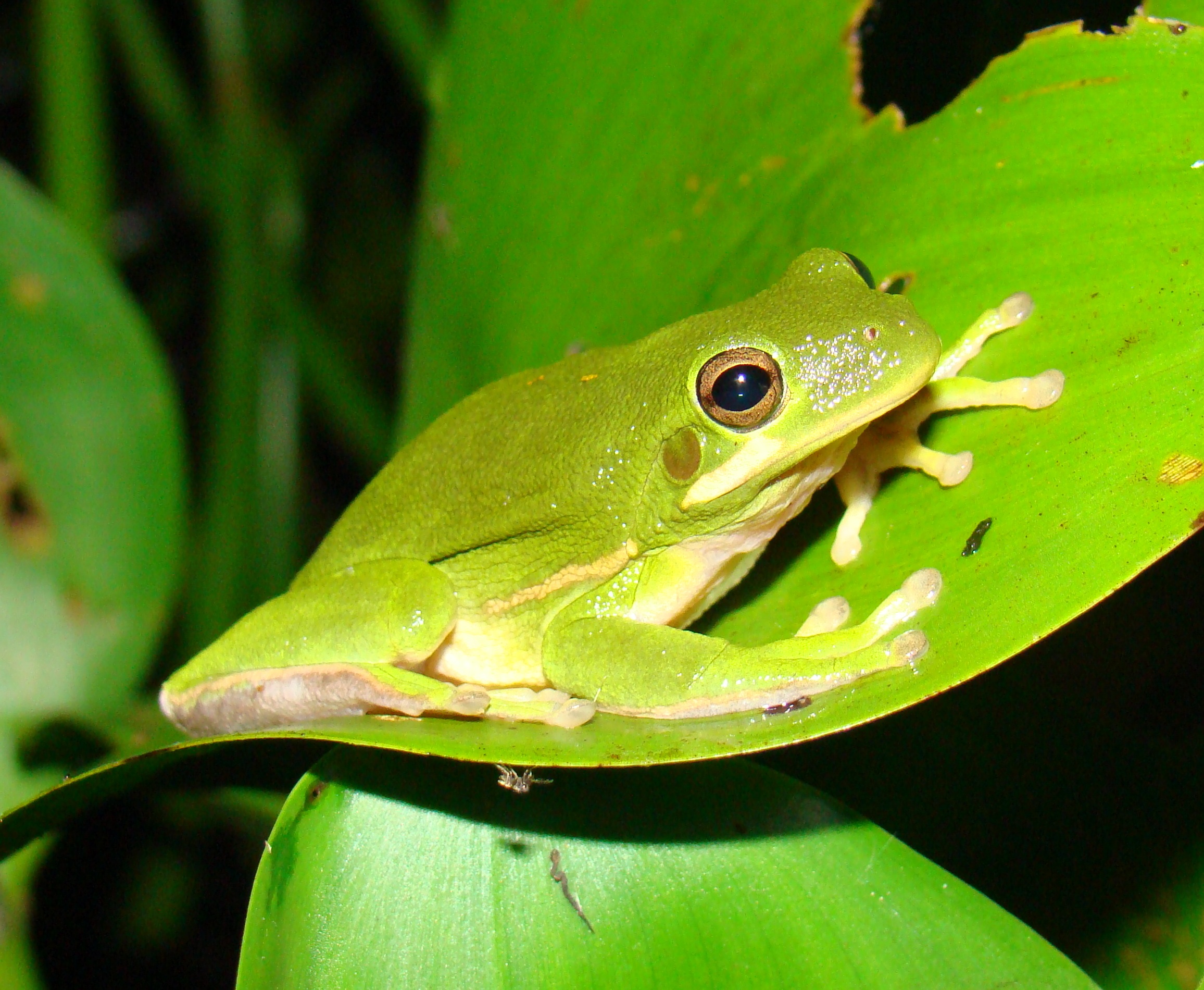 Links Amphibians and Reptiles of Louisiana