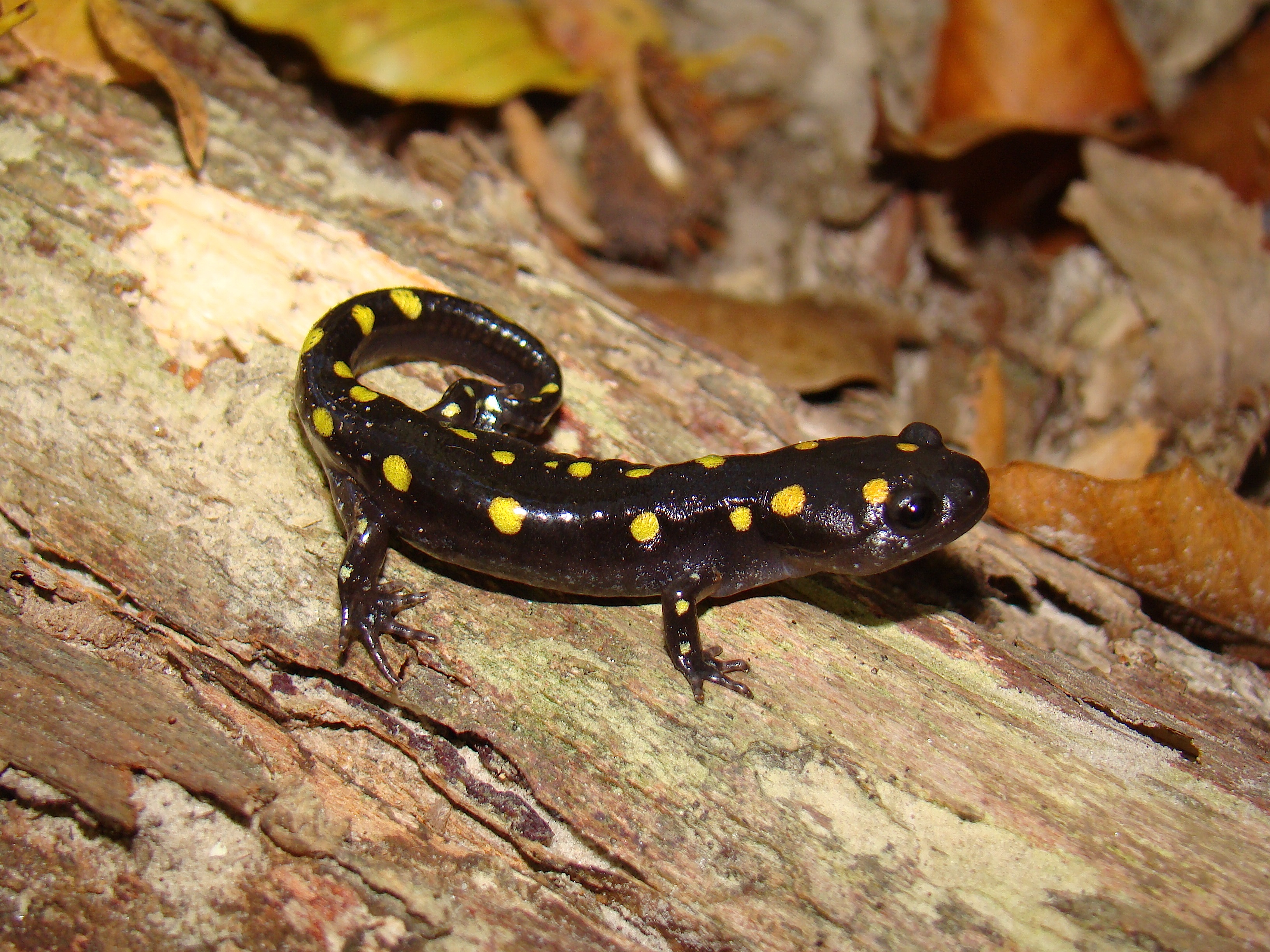 Spotted Salamander Ambystoma maculatum Amphibians and