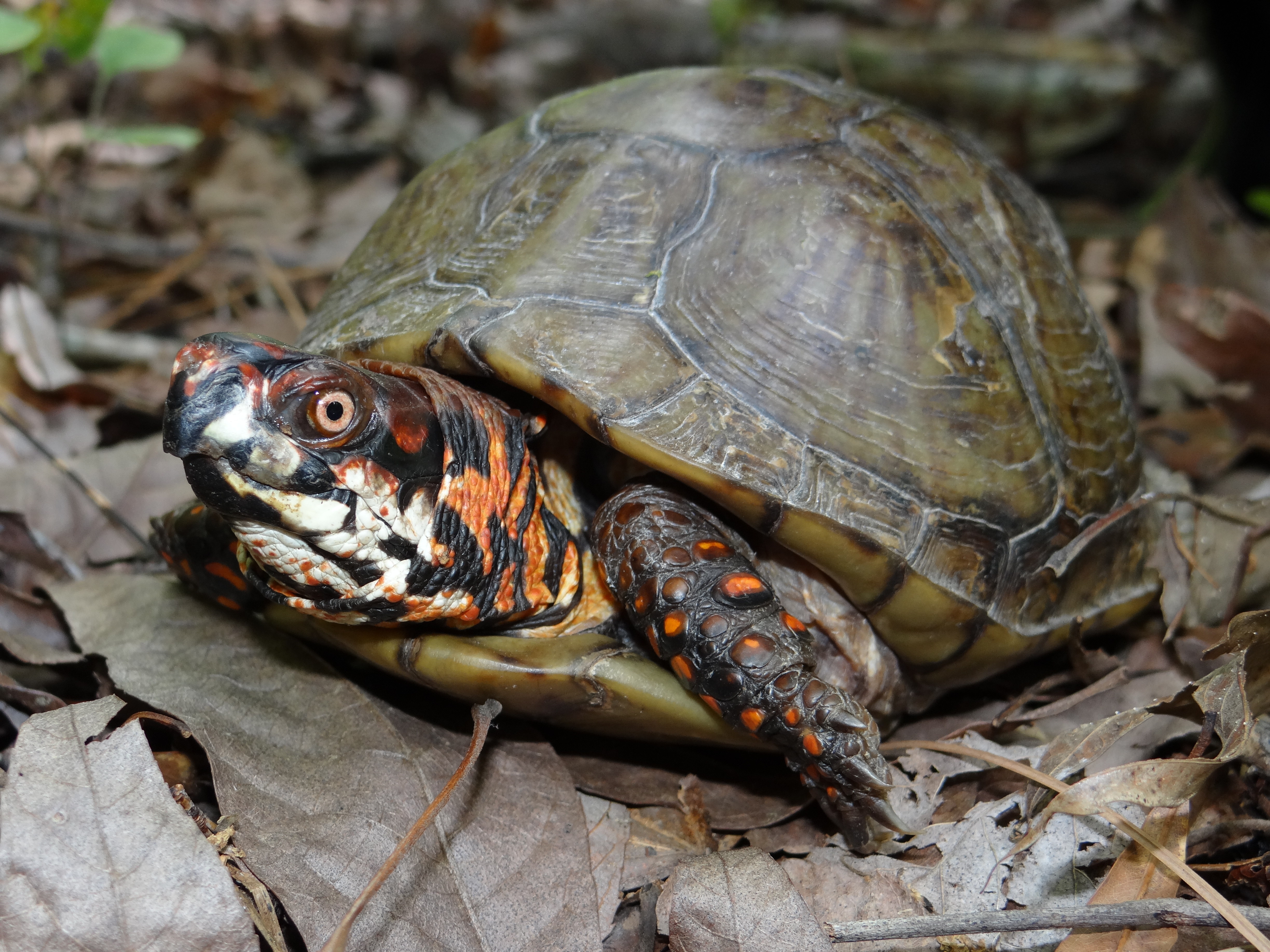 Eastern Box Turtle Terrapene carolina Brad Glorioso’s Personal