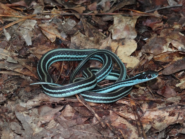Western Ribbonsnake Brad Glorioso’s Personal site Amphibians and