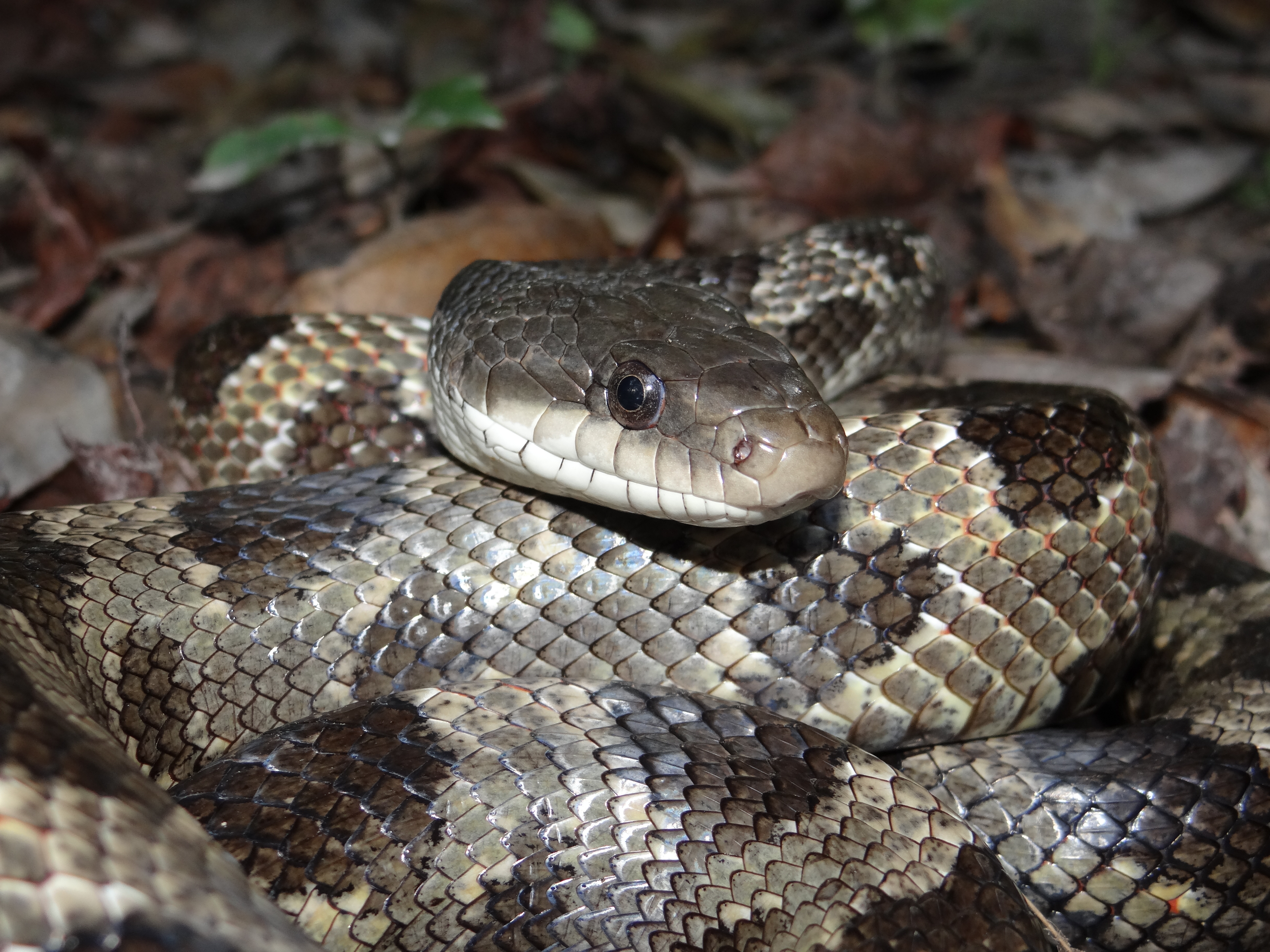 Western Ratsnake Pantherophis obsoletus Brad Glorioso’s Personal