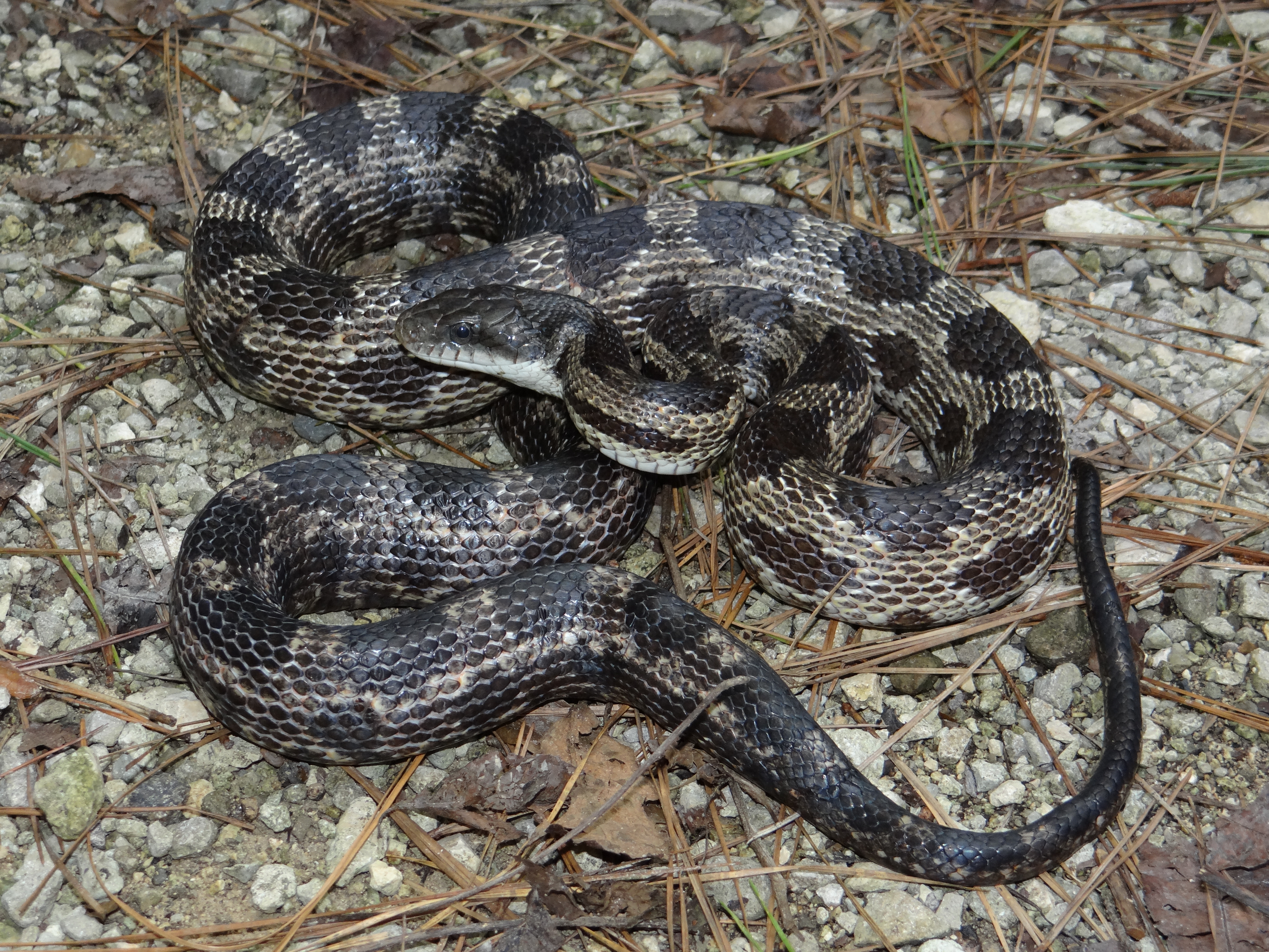 Gray Ratsnake Pantherophis spiloides Brad Glorioso’s Personal