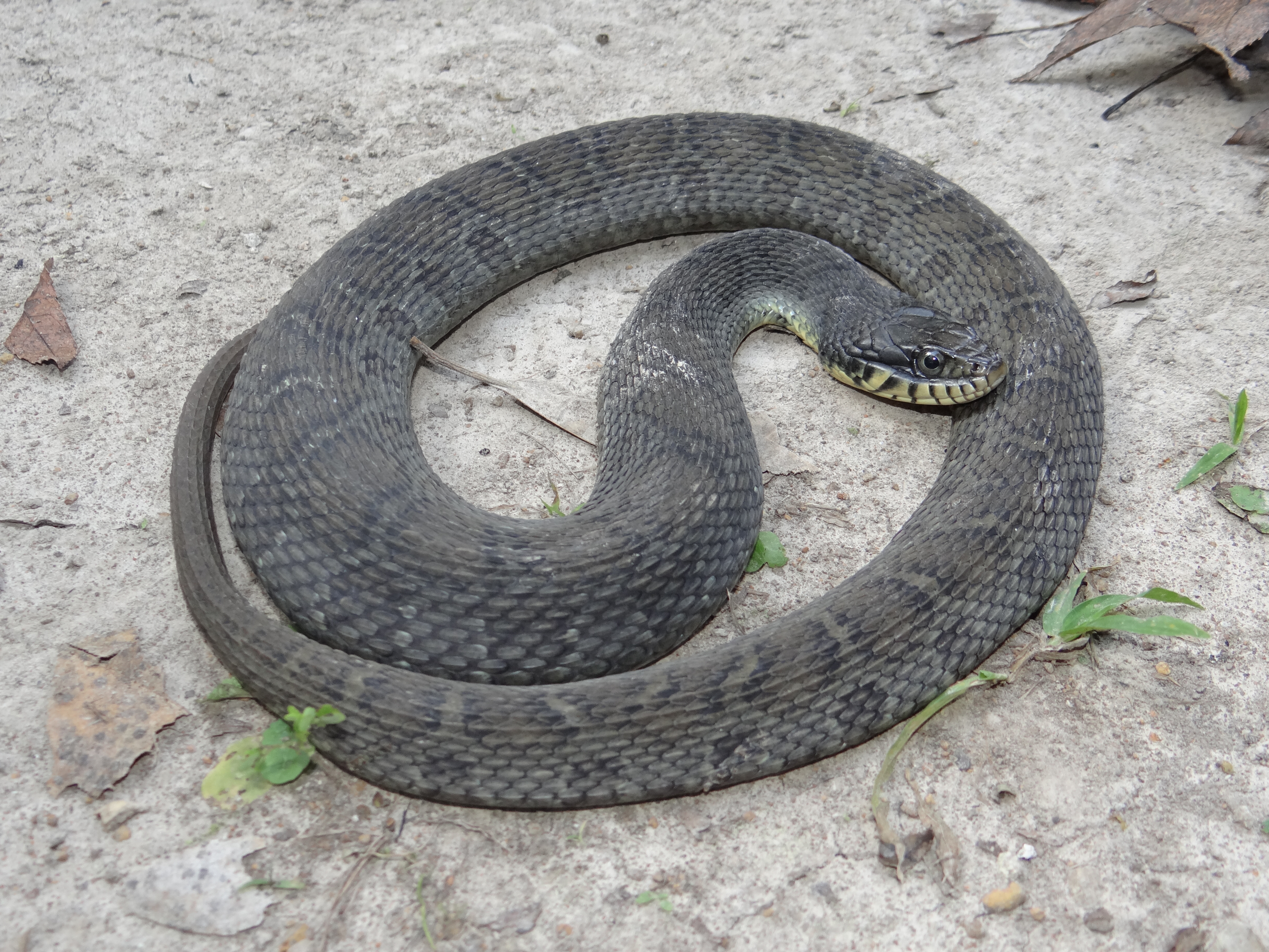 Plainbellied Watersnake Nerodia erythrogaster Brad Glorioso’s
