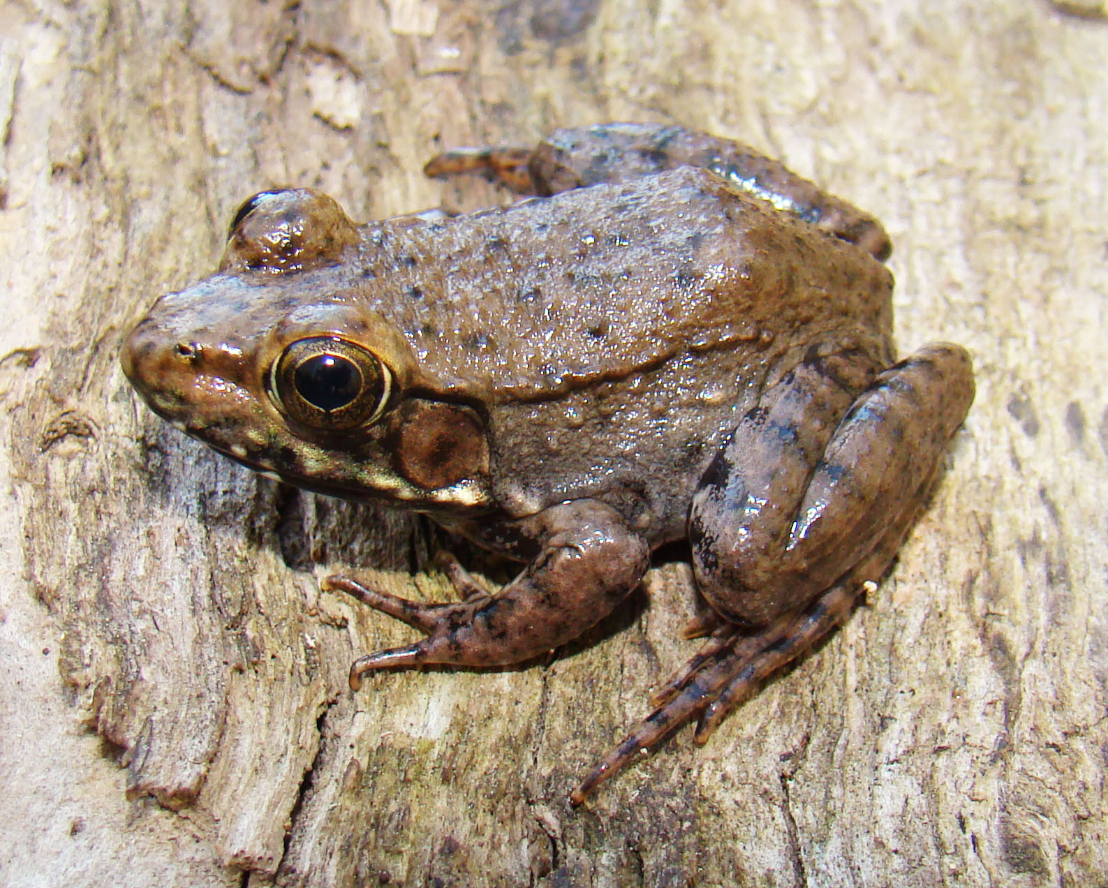 Green Frog Lithobates clamitans Brad Glorioso’s Personal site