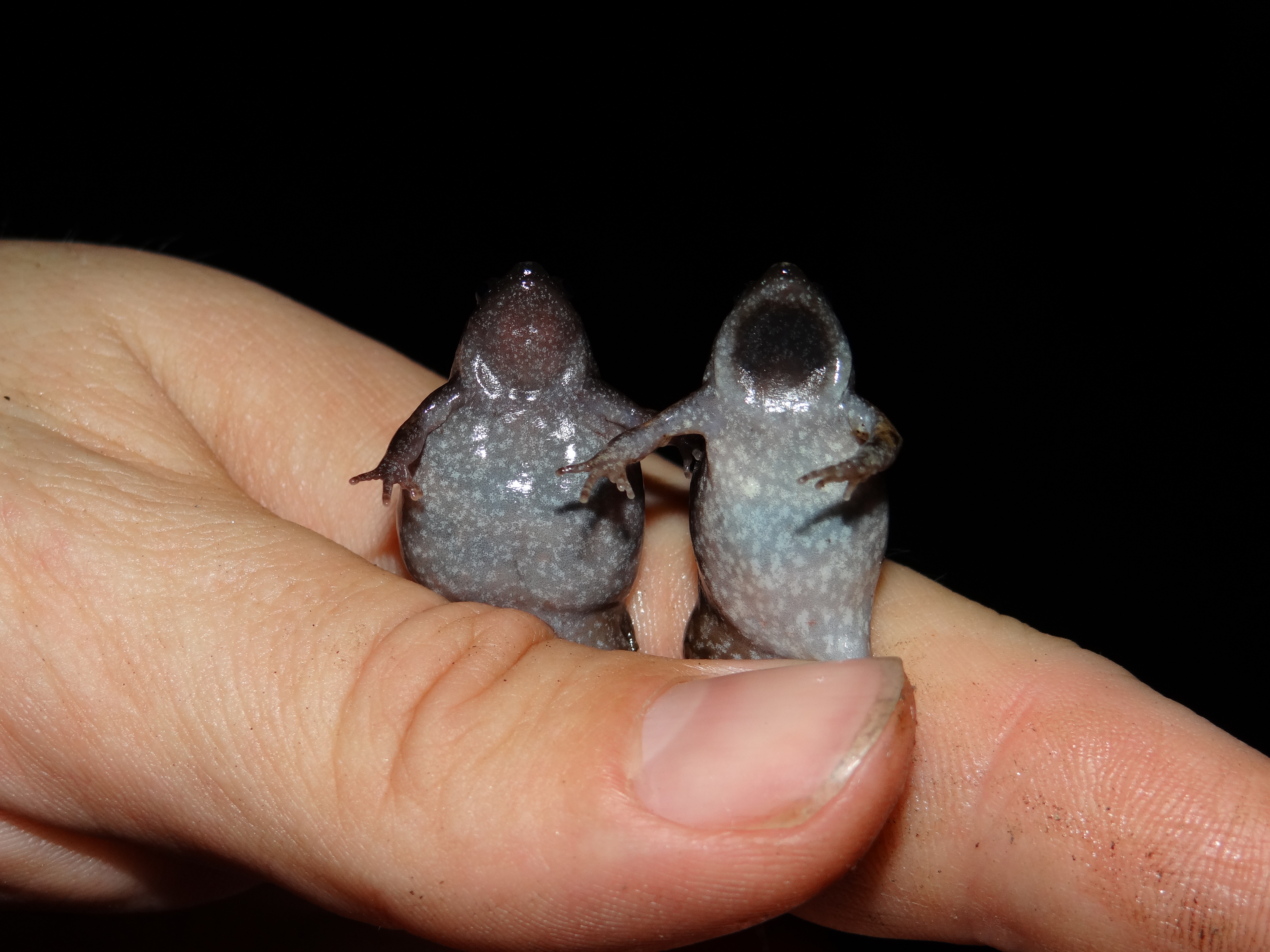 Eastern Narrowmouthed Toad Gastrophryne carolinensis Brad Glorioso