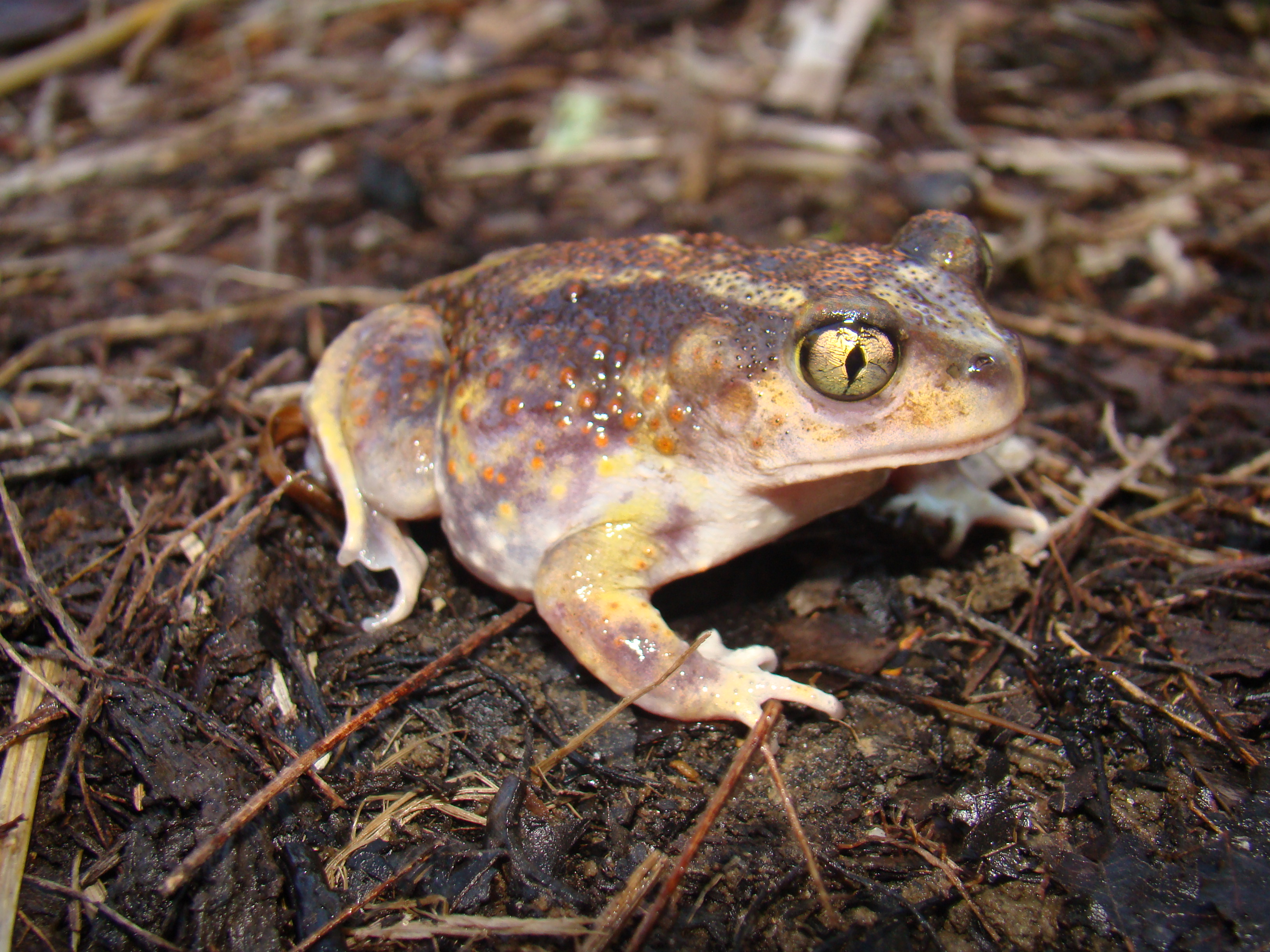 Eastern Spadefoot Scaphiopus holbrookii Brad Glorioso