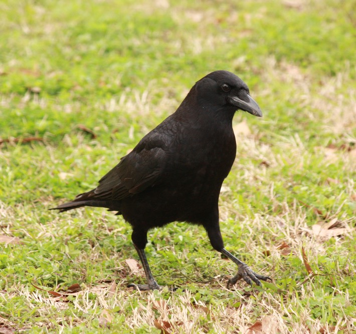 American Crow, Rest Area in Alabama Brad Glorioso’s Personal site