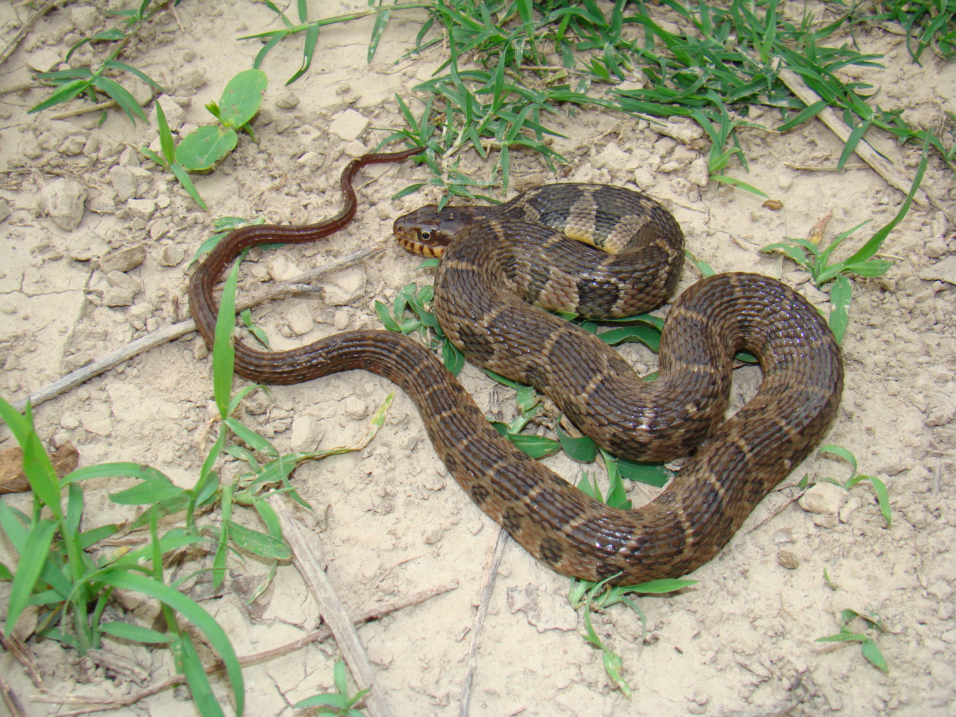 Plainbellied Watersnake Nerodia erythrogaster Brad Glorioso’s