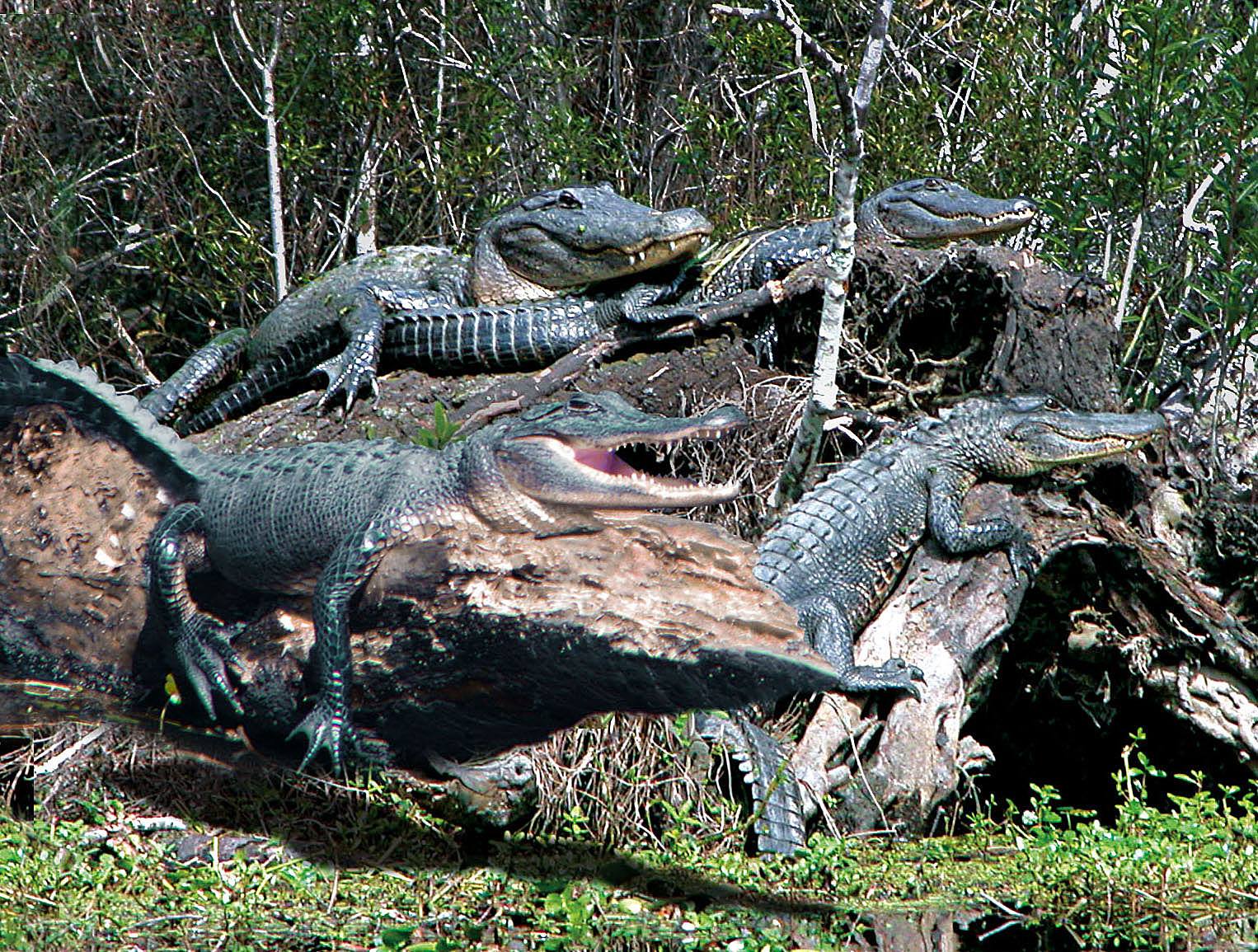 How to See Alligators on a Louisiana Swamp Tour