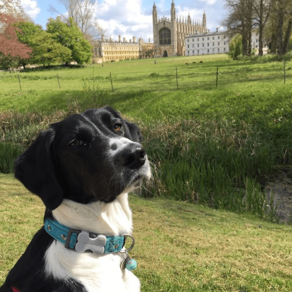 Dog Friendly Cambridge Love Cambridge Love Cambridge