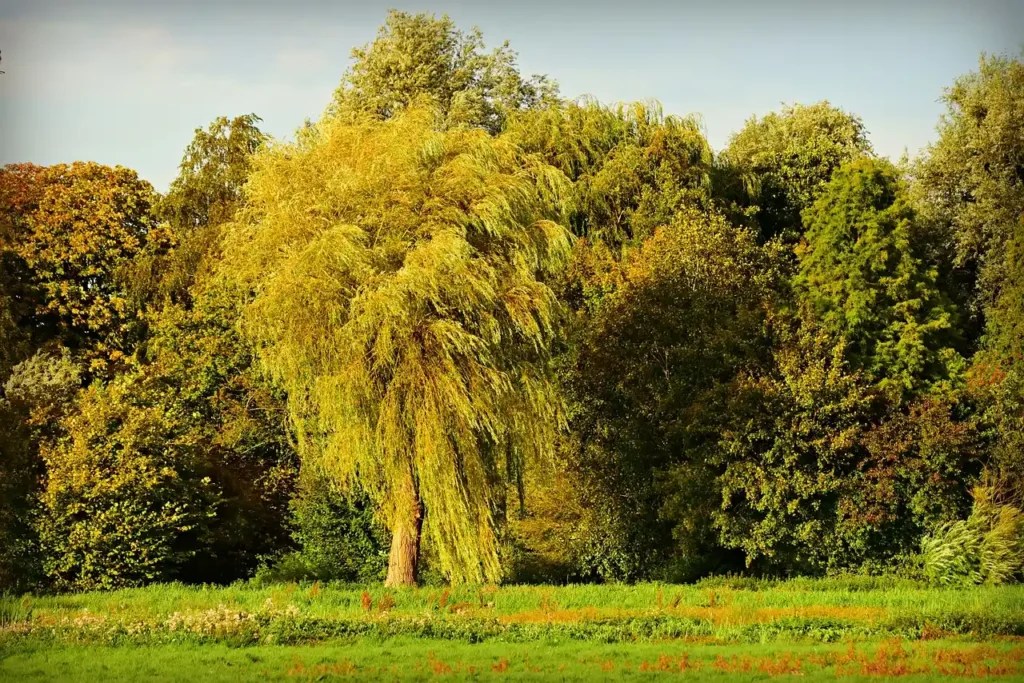 Discover Interesting Facts About Gardeners Dream Willow Trees Love
