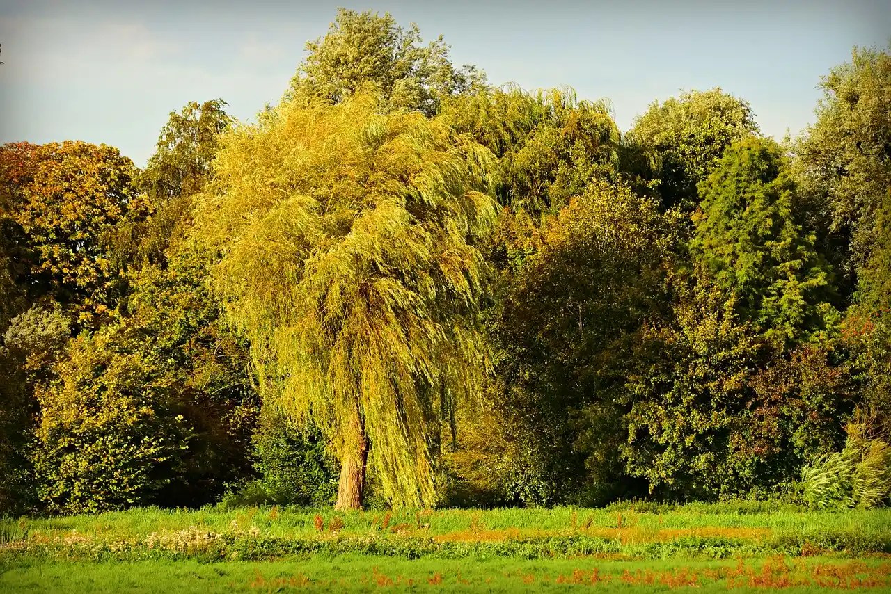 Discover Interesting Facts About Gardeners Dream Willow Trees Love Decor Magazine