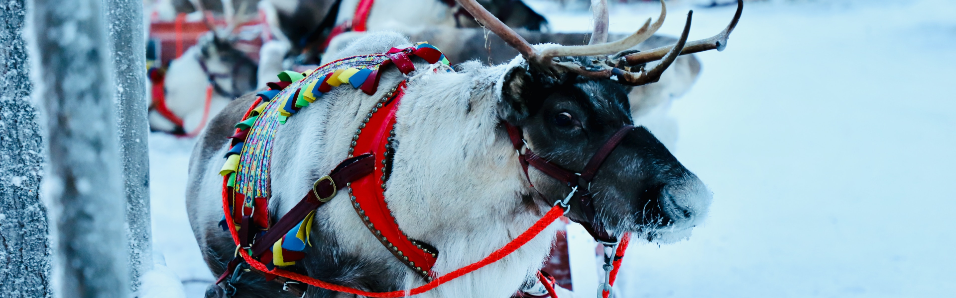 Lapland Travel Guide loveit coverit insurance