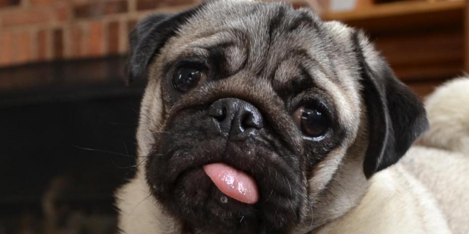 Los motivos tras la nariz achatada de los perros Pug Lovelycan