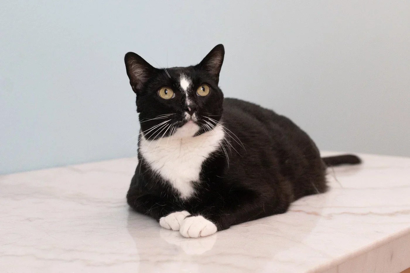 Black Cats Bring Good Luck