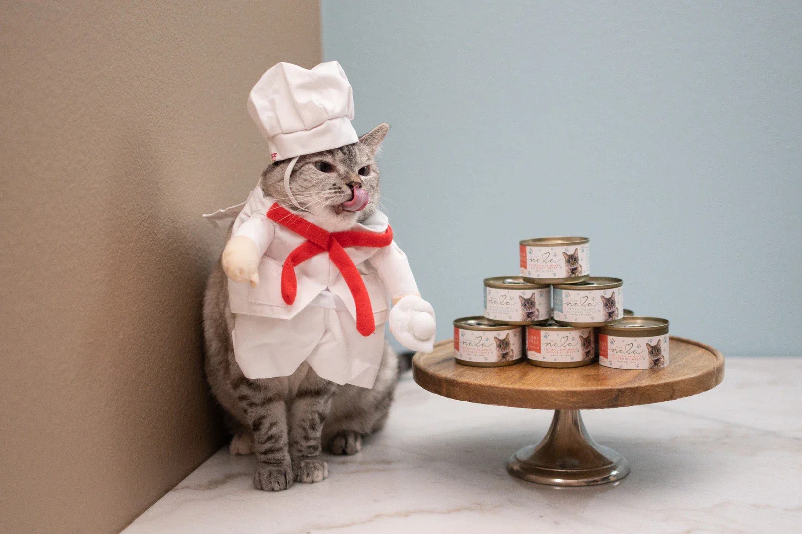 Halloween Cat Costumes Top 5 Dressing Tips Love Nala