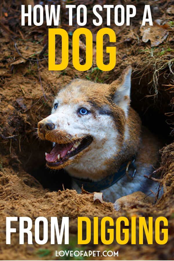 How to Stop A Dog From Digging 5 Tips Love Of A Pet