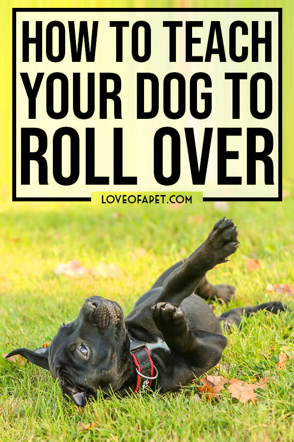 How to Teach Your Dog to Roll Over in 3 Simple Steps Love Of A Pet