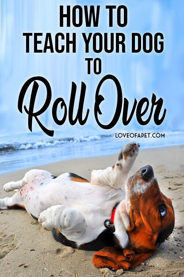 How to Teach Your Dog to Roll Over in 3 Simple Steps Love Of A Pet