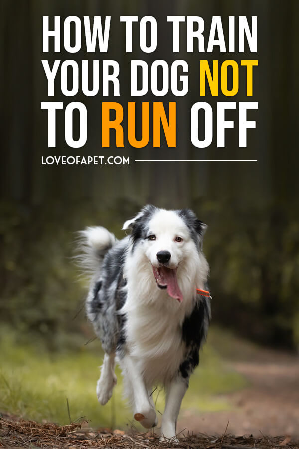 How to Train Your Dog Not to Run Away 7 Tips Love Of A Pet