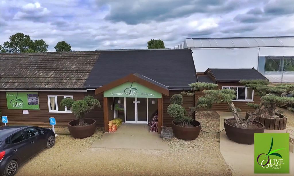 olive tree garden centre oundle Lavona Bellamy