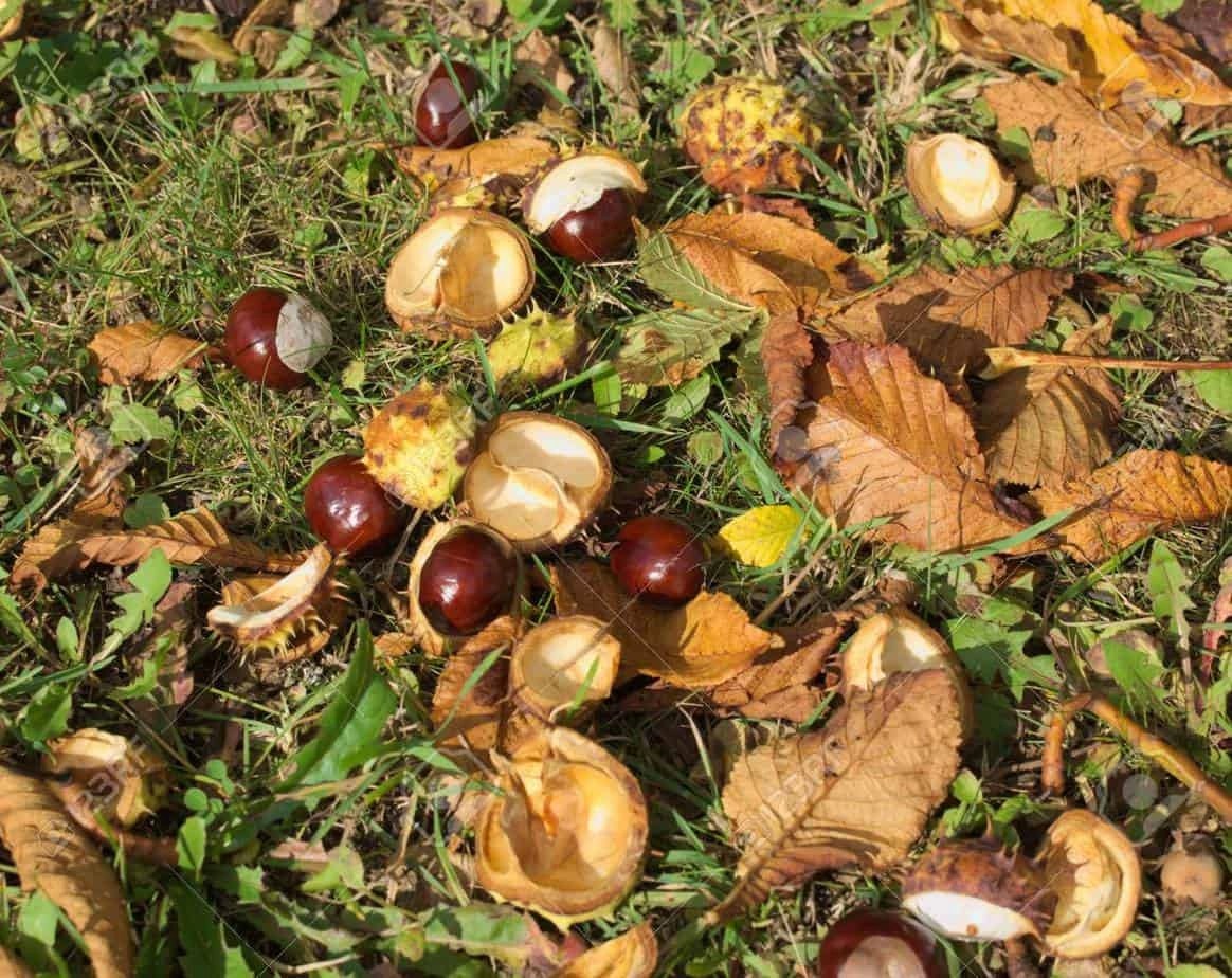 Can Dogs Eat Chestnuts? Read Before Feeding [Simple Guide]