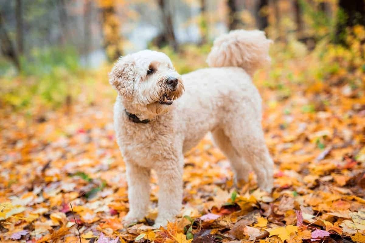 Labradoodle Rescue in Texas Picked By Professionals