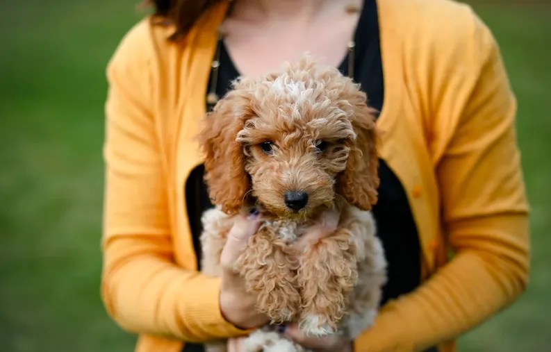 Best Goldendoodle Rescue in Arizona Ultimate Guide Lover Doodles