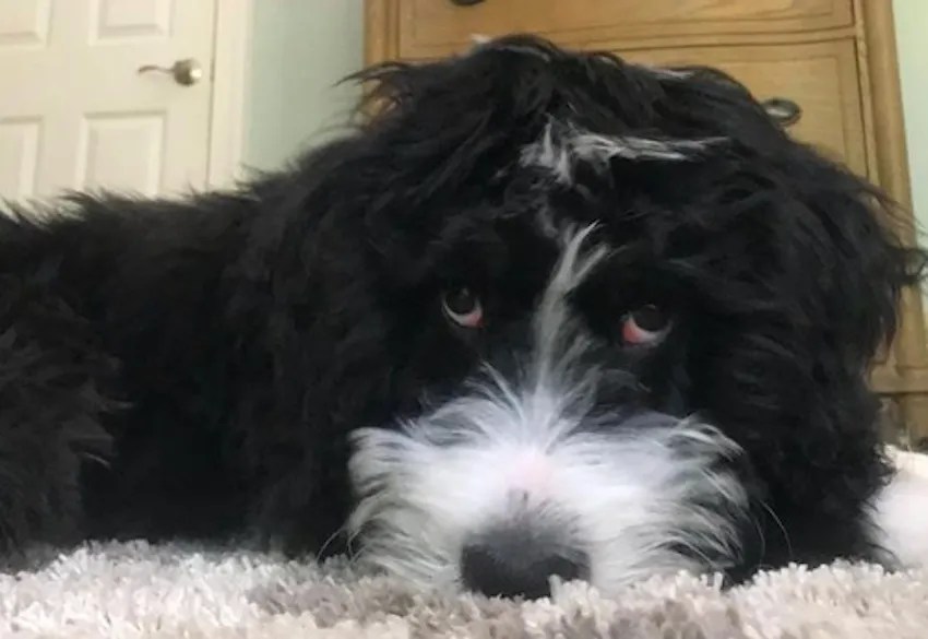 How Big Does a Mini Bernedoodle Get? Lover Doodles