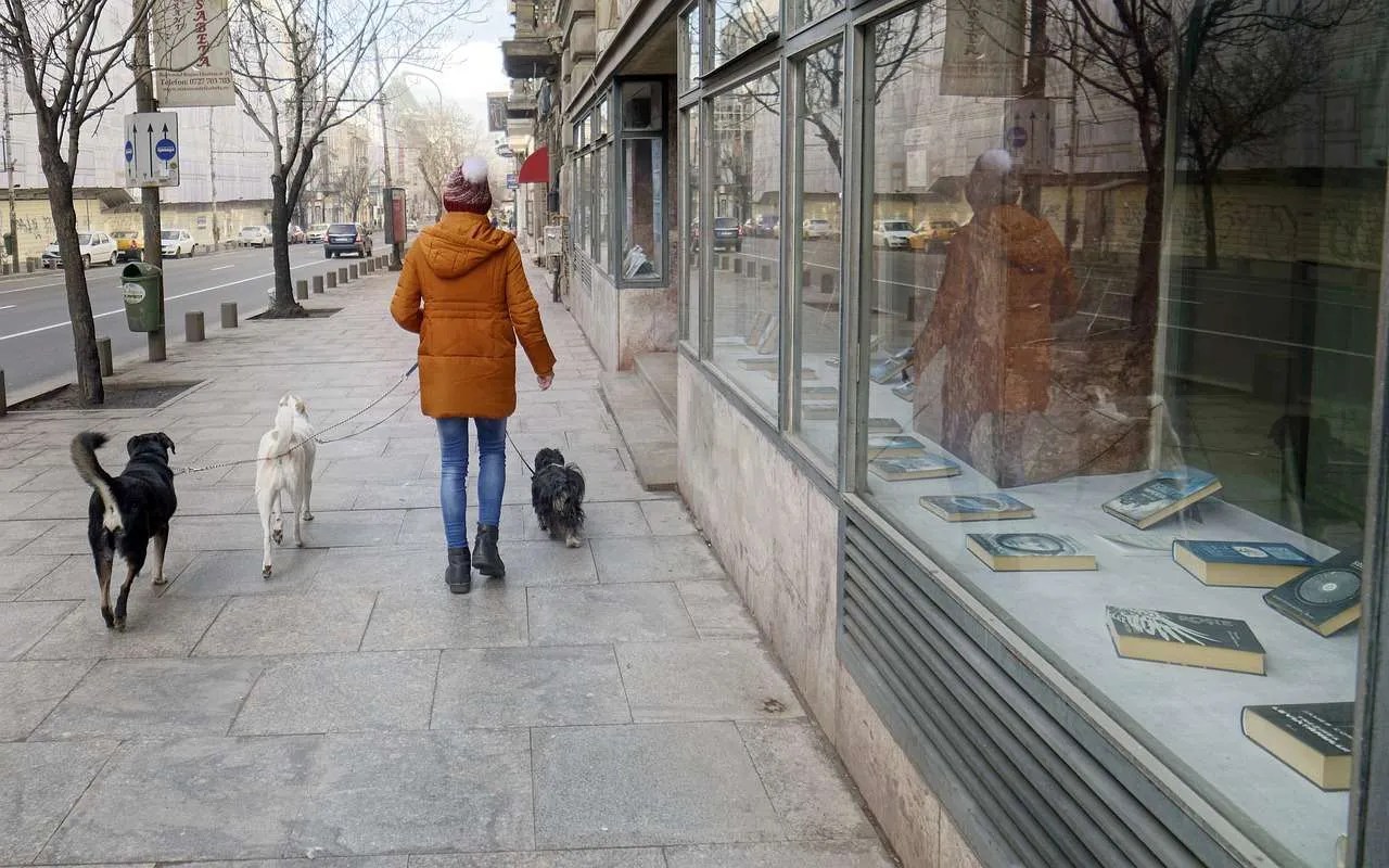 Are Dogs Allowed In Cabela's? Lover Doodles