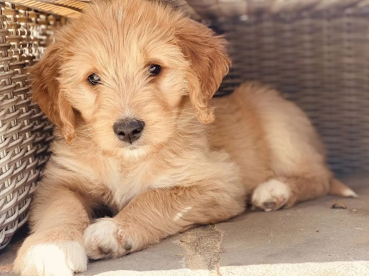 Best Mini Goldendoodle Rescue Florida • Full List Lover Doodles