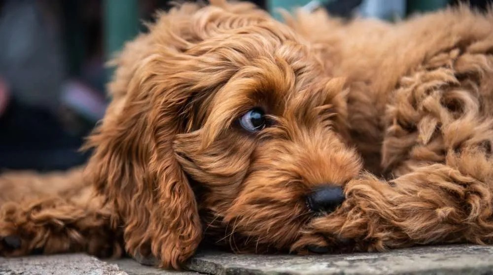 Best Cockapoo Rescue Texas • Full List Lover Doodles