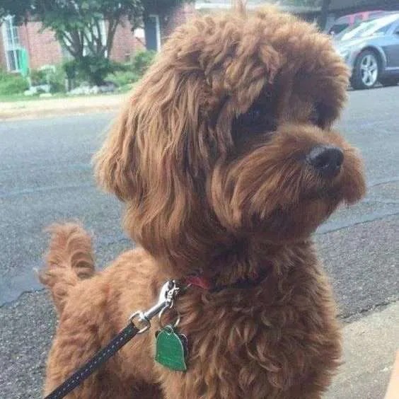 How Big Does A FullGrown Cockapoo Get? Lover Doodles