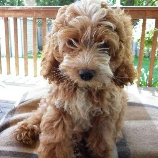 How Big Does A FullGrown Cockapoo Get? Lover Doodles