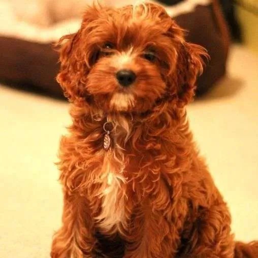 What Colors Do Cavapoo Dogs Come In? Lover Doodles