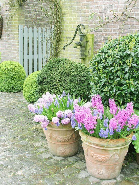 Spring Containers With Hyacinth Bulbs Pictures, Photos, and Images for Facebook, Tumblr